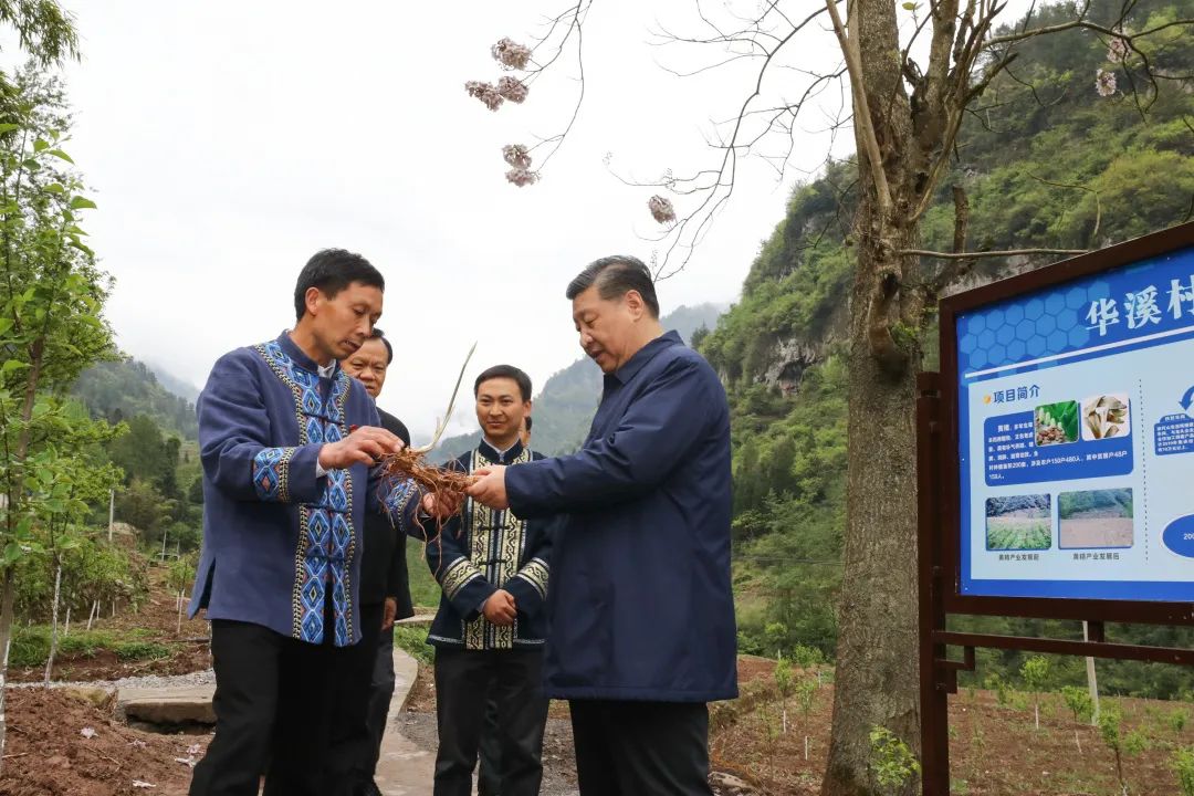 2019年4月15日，習近平在重慶華溪村考察特色經(jīng)濟作物帶動村民脫貧的情況。新華社記者 鞠鵬 攝